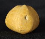 Plesiaster tranghayensis (LAMBERT 1936) - Bild &copy; FossNet FossilienStore